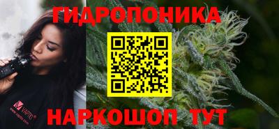 стаф Кингисепп